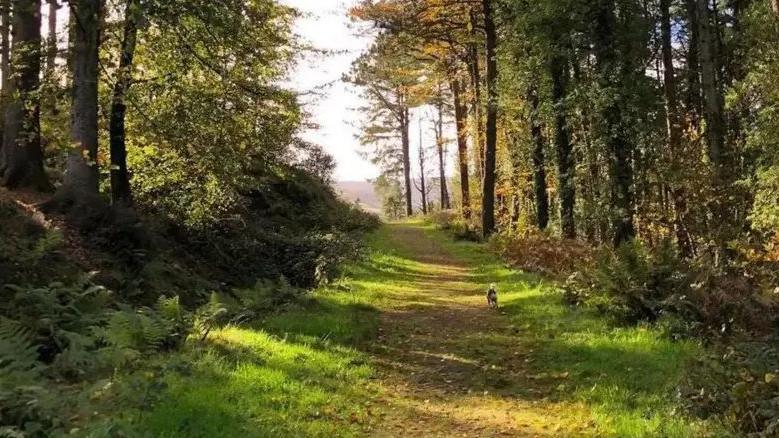 A dog walking on a path in a lush plantation with tall green trees on either side.