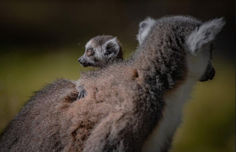 lemurs.