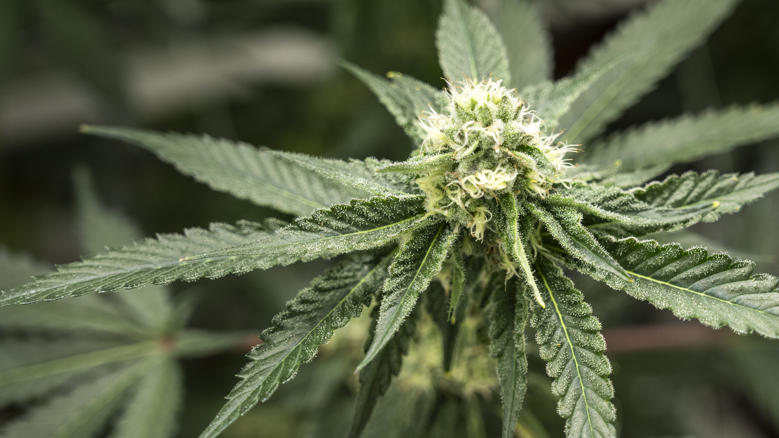 A close-up of a cannabis plant. The picture shows the tip of a vibrant green plant with a flower forming. 