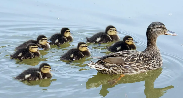 Ducks on a pond