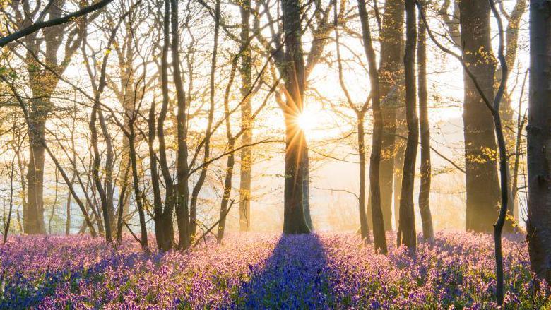 Sun shining through a wooded glade with a carpet of bluebells on the ground