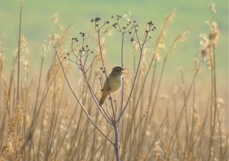 Bird-in-a-field.