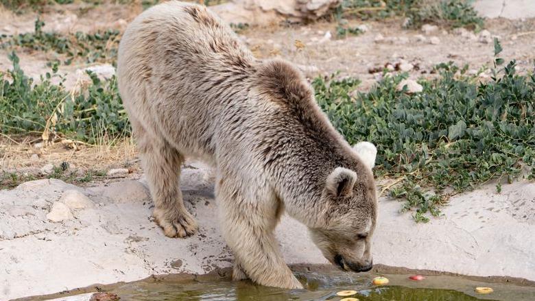 A light brown bear dipping its head in water. There are floating apples nearby.