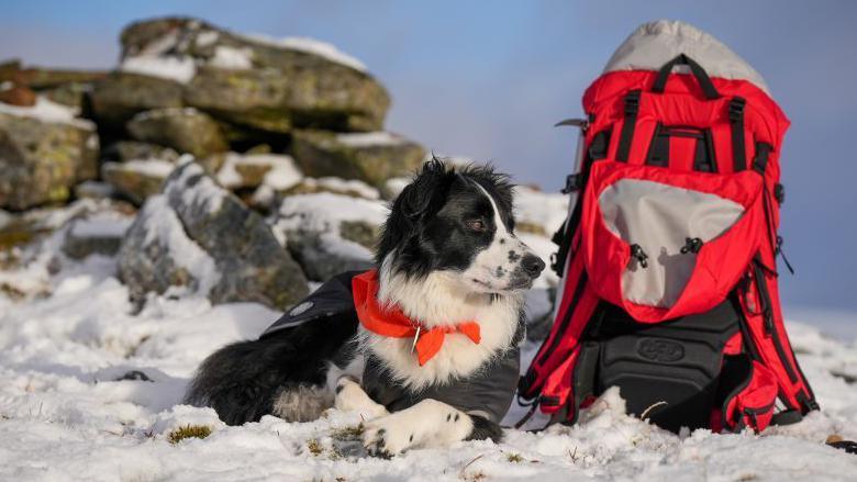 Border collie Bowie