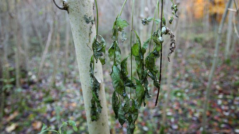 Ash dieback disease