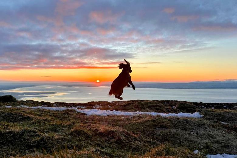 Dog and sunrise