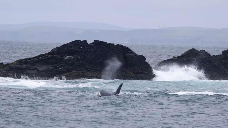 Ocra near rocks near Minn Beach, Shetland