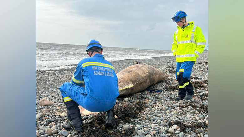 A whale lies on a pebble beach. Two people in high-vis jackets and helmets are standing near the whale, covering its head. Their jackets are marked: "HM COASTGUARD SEARCH AND RESCUE".