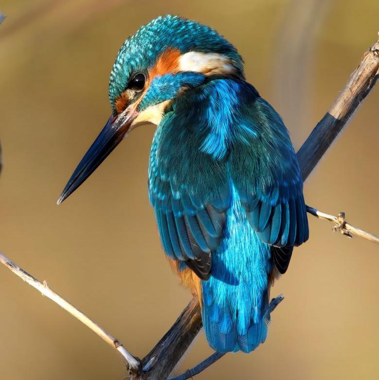 The kingfisher is blue and orange. It is sitting on a branch looking downwards.