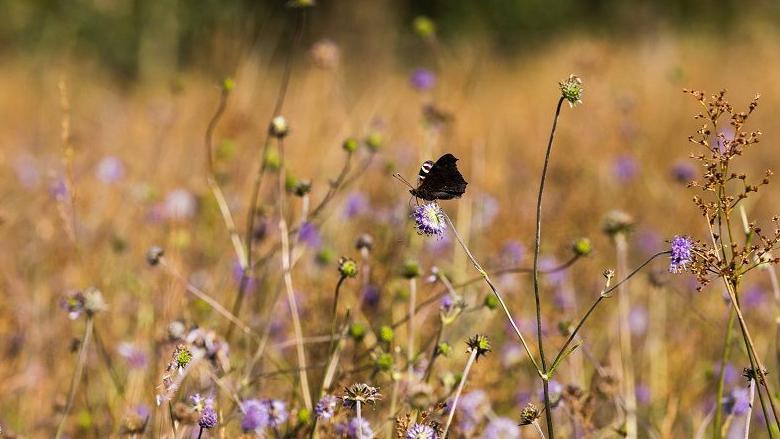 A marsh fritillary butterfly on top of the purple flower of the devil's bit scabious.