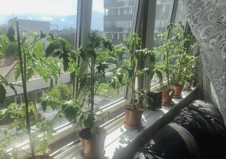 Tomato plants on window ledge