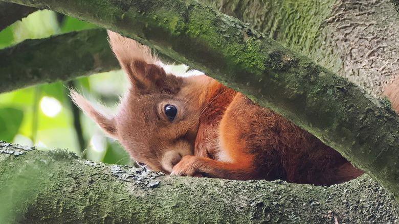 Squirrel