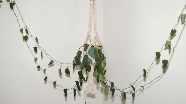 A plant pot hangs from rope against a white wall, with green fronds straggling out