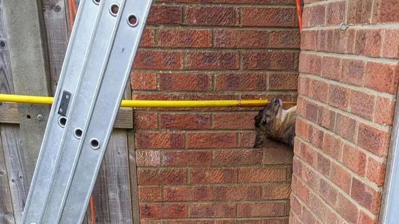 A deer’s head can be seen upside down between the narrow gap between two brick houses. There is rescue equipment including a ladder in the photo. 