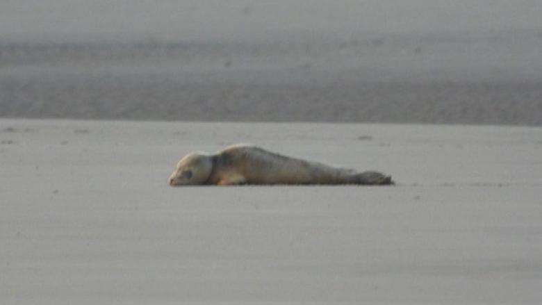 A seal lying on a beach, with grey sand around it. 