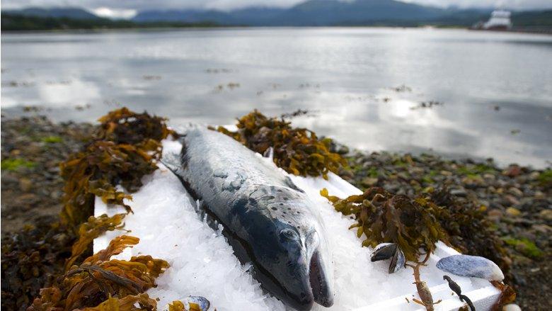 Scottish salmon