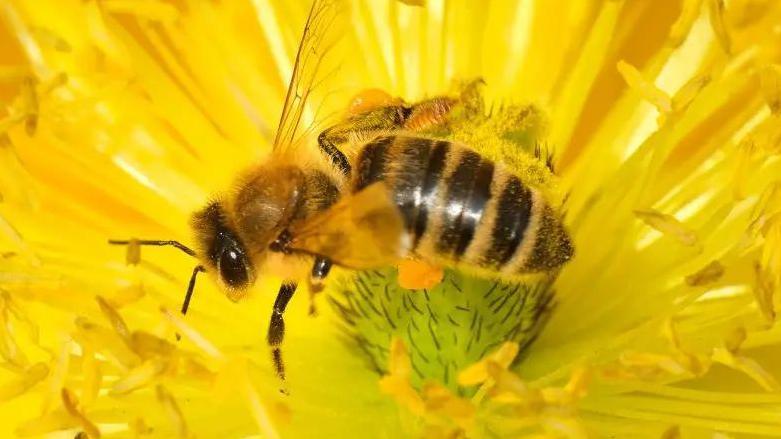 A bee on a yellow flower