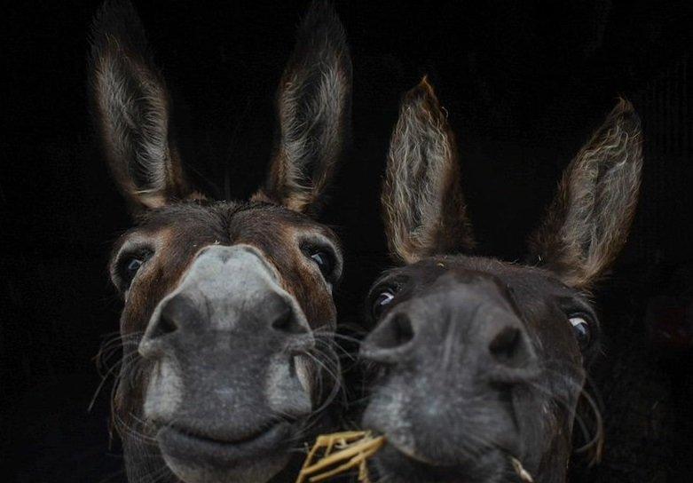 two donkeys eating hay