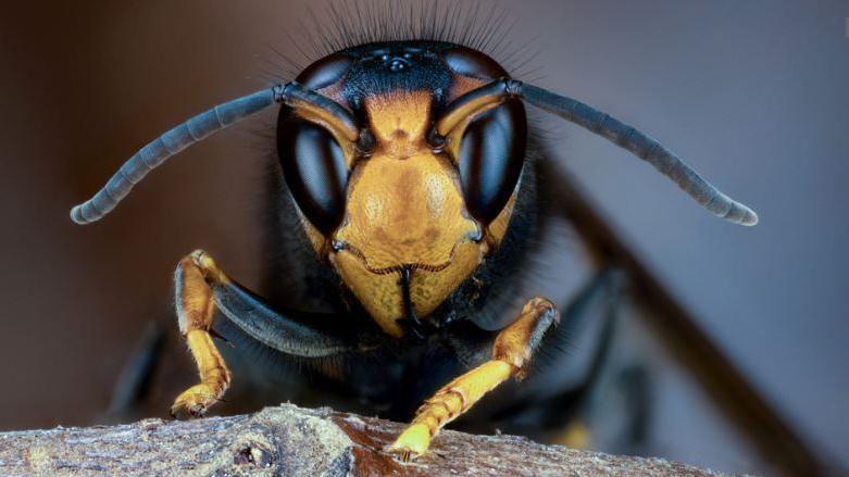 An Asian Hornet looks directly into the camera