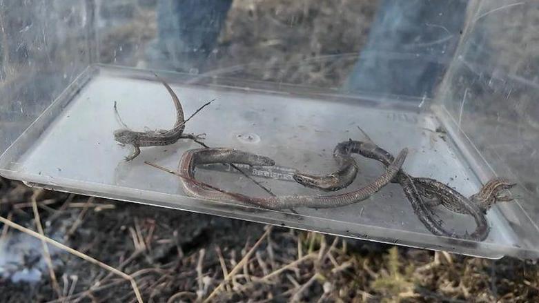 A large clear plastic tub containing about five sand lizards and slow worms
