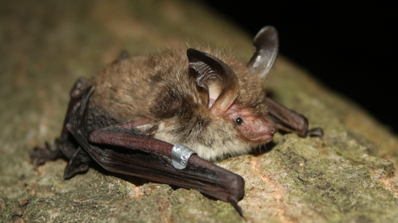 A little bat sitting on a log with his wings tucked up next to it, big ears, small eyes and also has a small metal tag.