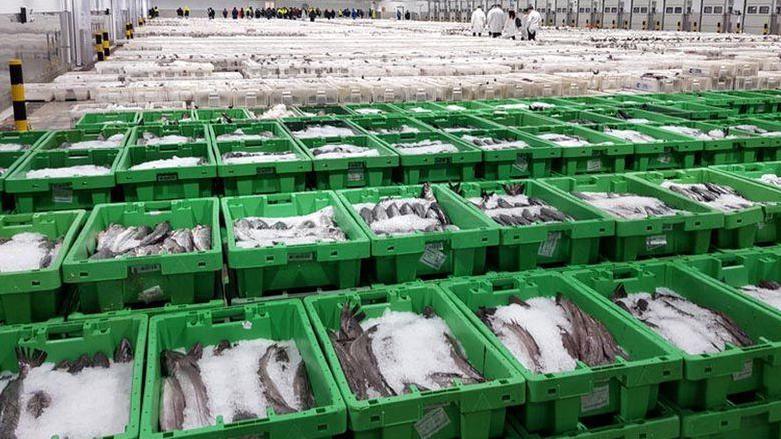 Green boxes of fish in ice in a busy fish market with people in white jackets in background