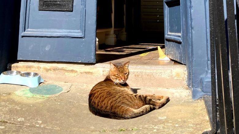 Hugo the cat is lying on sun-soaked steps leading up to a shop in Edinburgh's West End. The shop door is blue and is a jar.