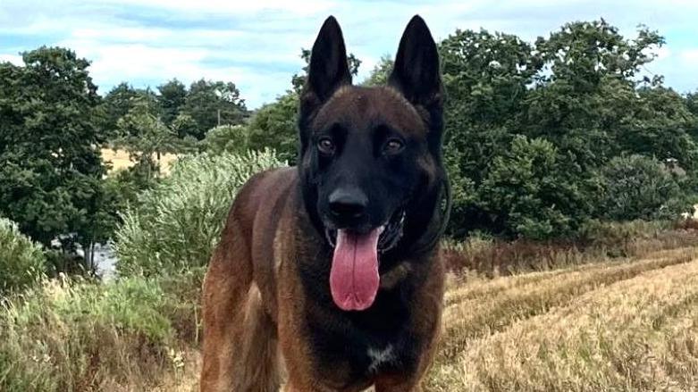 Police dog with tongue out in a countryside setting and looking in direction of camera