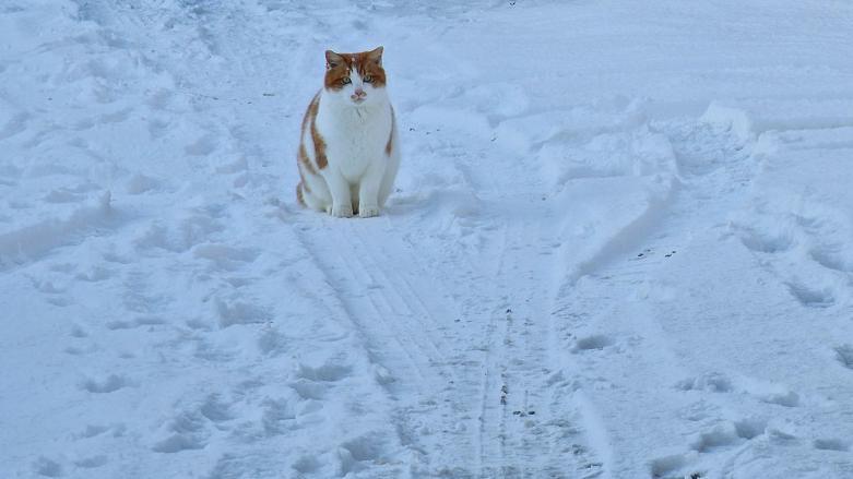 Cat in snow