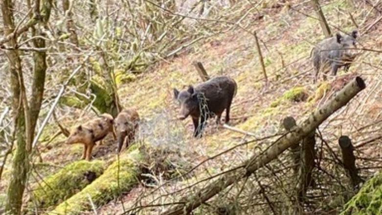 Feral pigs near Drumnadrochit