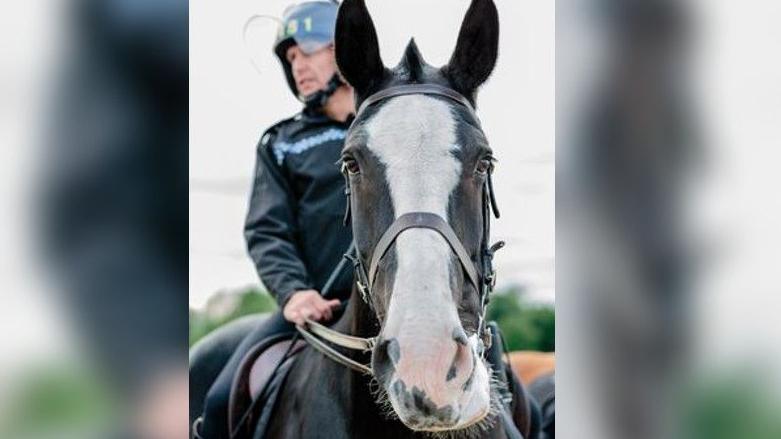 Caesar being ridden by a police officer