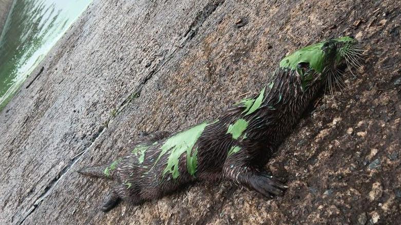 A dead otter lies on concrete in front of a body of green-coloured water. the animal has green sludge on i's body. 