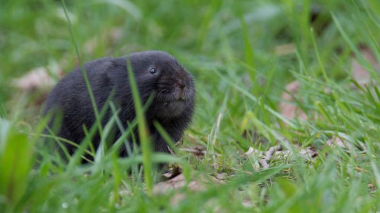 Water vole