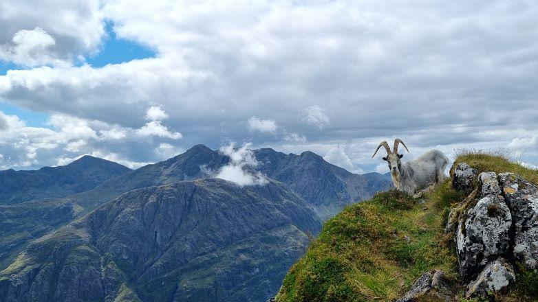 Goat on mountainside