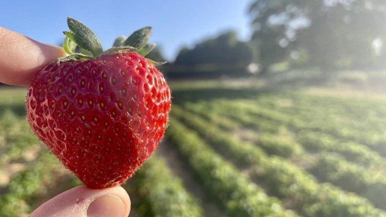 Person holding a ripe strawberry