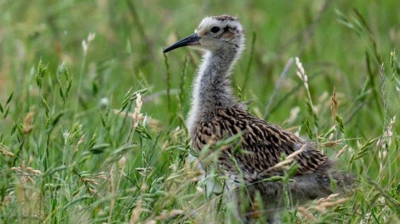 A Curlew chick about half grown, located in Upper Thames. It is stood in a grassy area and is a brown colour.
