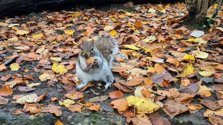 Grey squirrel clutching a nut, among yellow and brown leaves on the ground.