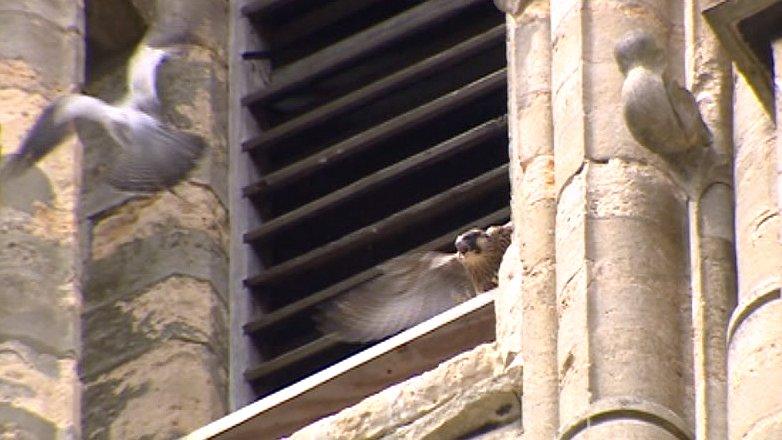 Peregrine falcons