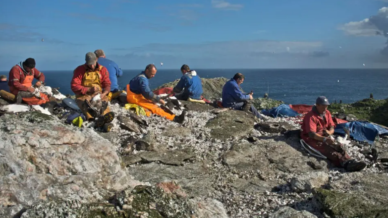 Na fir ann an Sùlasgeir a' spìonadh nan gugannan 