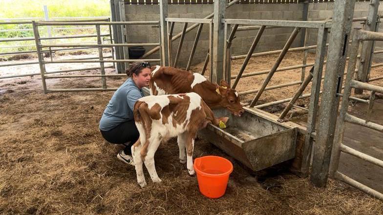 A teenage girl kneels down to feed two small brown and white cows in a barn.