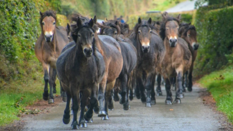 A large group of Exmoor Ponies run towards the camera down a country lane with tall hedges on either side. They have a mixture of light and dark brown bodies and dark manes