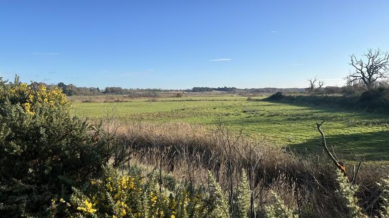 Grazing marsh next to the River Deben 