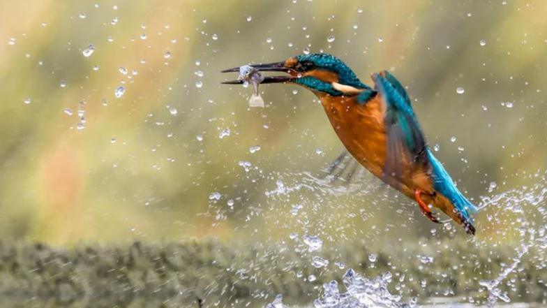 A kingfisher hovers in mid-air with a small fish it has just retrieved from the water below, in its beak. 