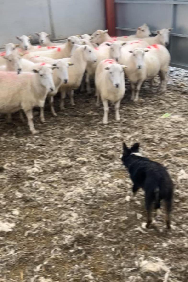 Jini y ci newydd yn dechrau dangos diddordeb mewn defaid