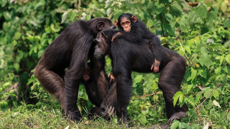 A baby chimp clings to the back of a mother chimp. She leans against the head and shoulders of another chimp against a backdrop of green foliage.