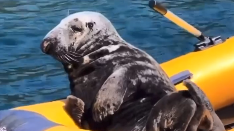 Maximus the seal on a yellow dinghy