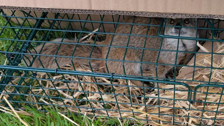 The yellow mongoose is a tan orange colour, he is in a green rap with straw which sits on some grass.