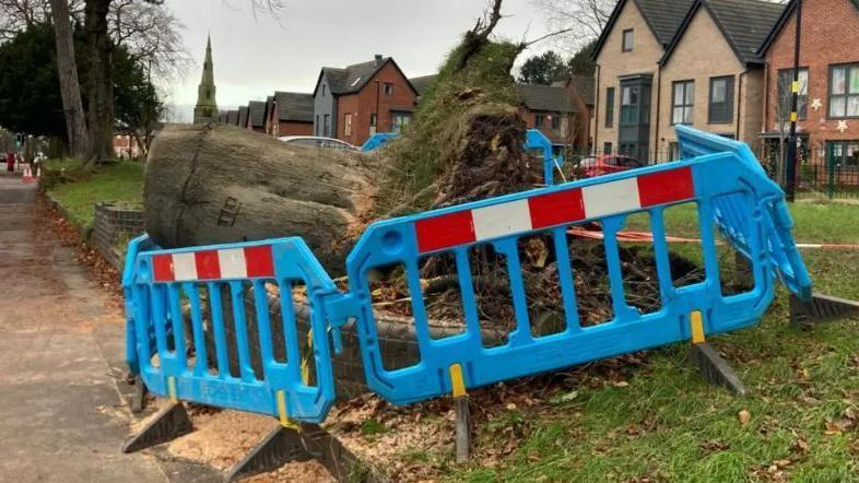 The trunk of the tree lies next to a pavement, with blue slatted barriers cordoning it off. Its roots are visible