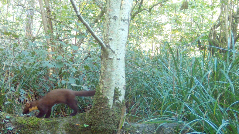 A pine marten scampers across a fallen log in a woodland landscape.