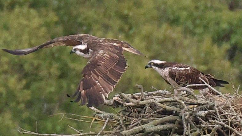 Two ospreys. They have brown and white feathers and beady eyes and a black, hooked beak One is standing in a large nest made out of twigs and branches and is looking towards the other on the left which has just jumped off the nest. It has its large wings outstretched and is moving to the left. There are trees behind the nest. The photo is grainy as if it has been taken from some distance away.